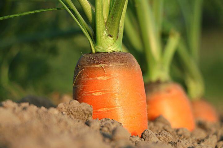 carrot-1565597  480
